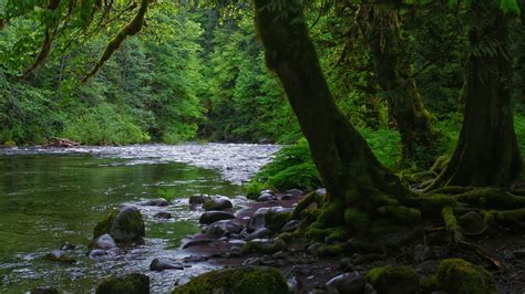 Download Wallpaper 3840x2160 River Stones Trees Moss Forest 4k Uhd