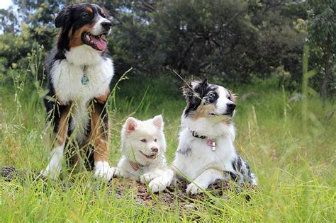 Border Collie Bernese Mountain Dog Mix Puppies The Bernese Mountain