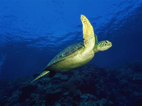 Free Download Of A Swimming Turtle Underwater Hd Turtles Wallpapers