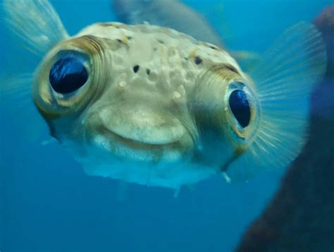 14 Cutest Fish Species That Will Make You Gush 🐠 Learn The Aquarium