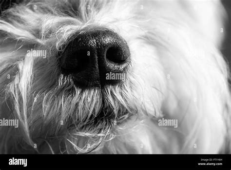 A Little Dogs Face Stock Photo Alamy