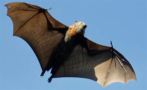 Are Bats Blind Myth Or Fact