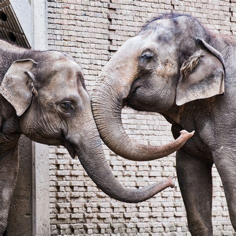 Belalai in kamus besar bahasa indonesia (kbbi) daring, jakarta: Fakta Unik Gajah dan Kemampuan dari Detiap Tubuhnya yang ...