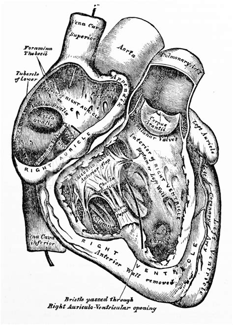 Heart Anatomy Illustration