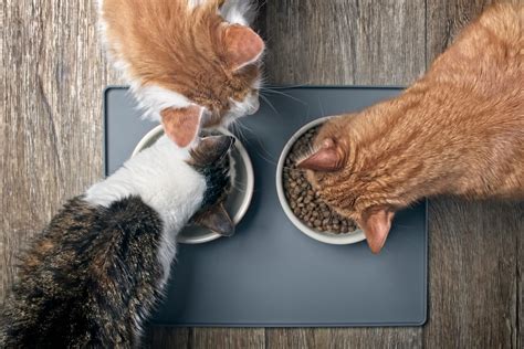 The Very Best Diet For Cats According To Vets Readers Digest