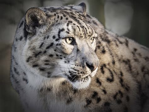 Gorgeous Snow Leopard Cubs Growing Up In Kent My Weekly