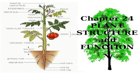 Chapter 24 Plant Structure And Function Overview Of Plant Structure
