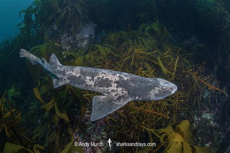 Australian Swellshark Sharks And Rays