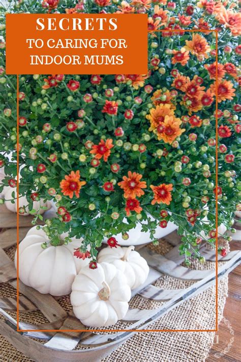 Caring For Mums A Guidebook For Planting And Caring For Indoor And
