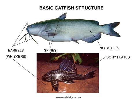 Ppt Catfish Meet Catfishes Around The World Powerpoint Presentation