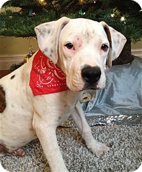 The great dane is believed to have dated back as far as 2200 b.c. Irvine, CA - Boxer/Great Dane Mix. Meet Saint Nick a Puppy for Adoption.