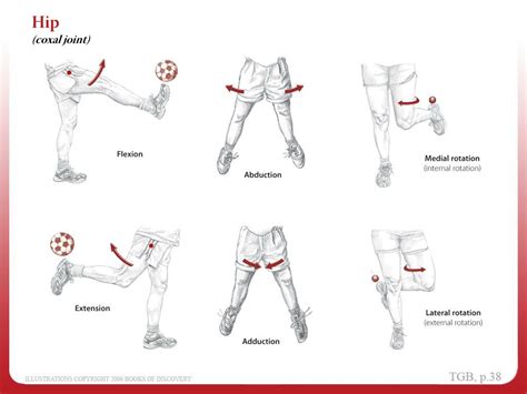 Ppt Anatomical Position Powerpoint Presentation Free Download Id