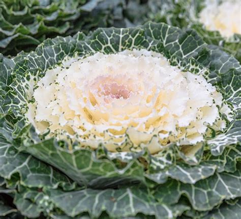 Flowering Ornamental Kale Plant Calloways Nursery
