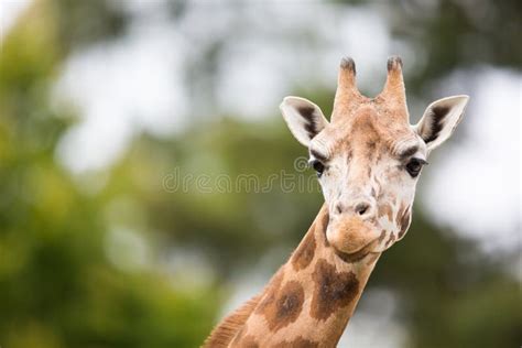 Giraffe Giraffa Camelopardalis Stock Image Image Of High Giraffa