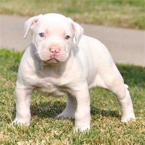 American pit bull terrier puppies for sale. AKC Reg Pit bull puppy For a New Home FOR SALE ADOPTION ...