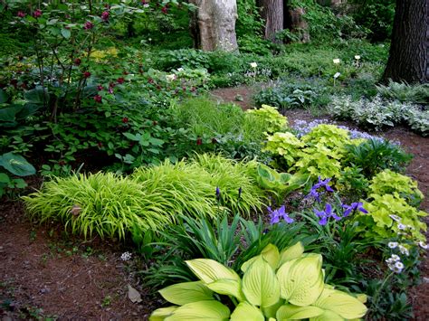 A Woodland Garden Of Flowering Shrubs The Tree Center™