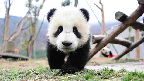 Cute Giant Panda Babies Take Part In New Year Celebration Cgtn