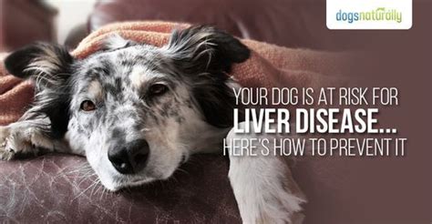 How To Spot The Early Signs Of Liver Disease In Dogs Dogs Liver