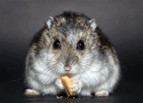 How Long Do Hamsters Live Learn Dwarf And Syrian Hamster Lifespans