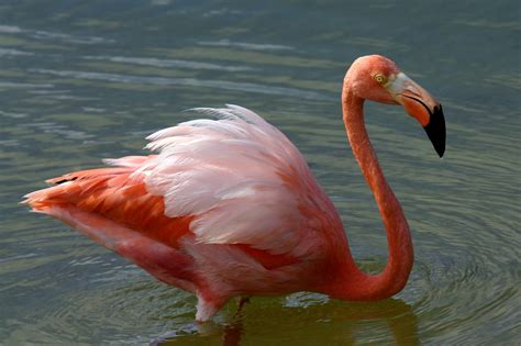 Did You Know The American Flamingo Has A Peculiar Habit Of Balancing On