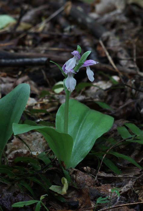 Galearis Spectabilis Showy Orchis Native Orchid Conservation Network