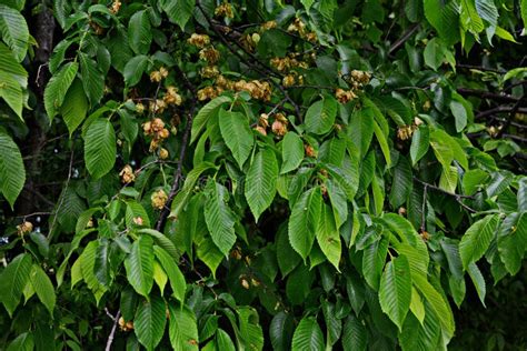 Karagach Elm Tree Fruits Of The Elm Tree Stock Photo Image Of Field