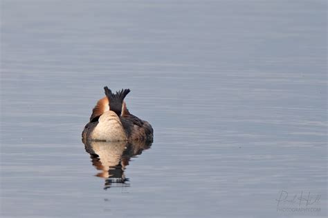 Uk Birds Divers And Grebes Flickr