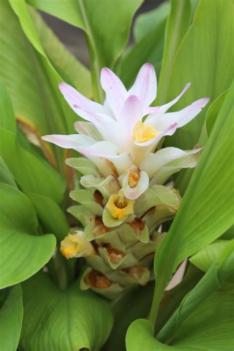 Turmeric Flower Stock Image Image Of Nature Flower