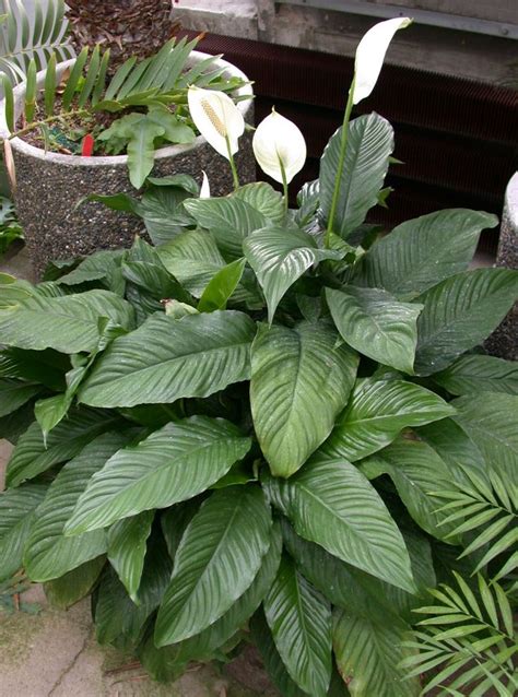 It can be a bummer to see your beautiful roses wilt and droop. spathiphyllum spatifilyum panosundaki Pin