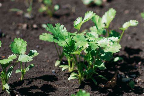 10 Fun Facts About Growing Cilantro Food Gardening Network