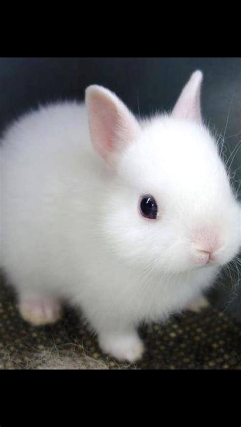 Dwarf White Rabbit Cute Baby Bunnies Cute Little Animals Cute Animals