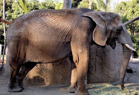 Male Asian Elephant At San Diego Zoo In San Diego California