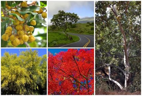 12 Drought Tolerant Trees For Southern California