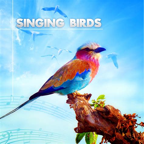 Listen Free to Nature Sounds - Singing Birds - Amazing Sound Effects of ...