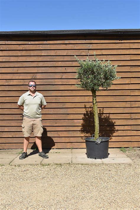 Tall Stem Lollipop Olive Tree No 337 Olive Grove Oundle