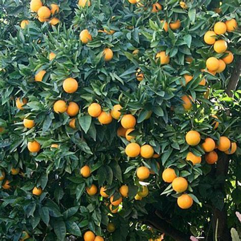 1 2 Year Old Valencia Orange Tree