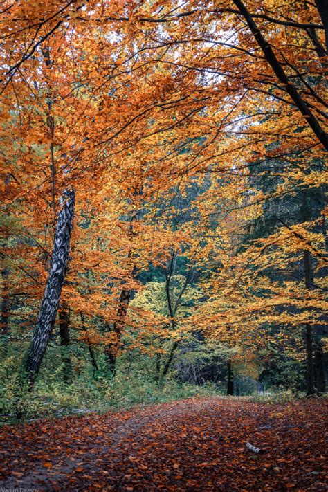 Pin By Oanne On Cool Autumn Breath Autumn Scenery Autumn Landscape