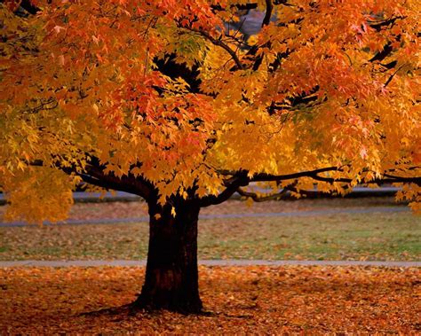Autumn Backgrounds Wallpapers Latest Fall Desktop