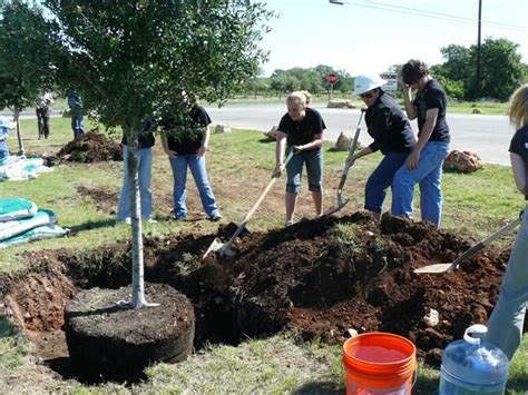 Cómo Plantar Un árbol Paso A Paso