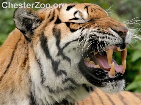 Tiger Teeth Tiger Showing What He Could Do Chester Zoo Flickr