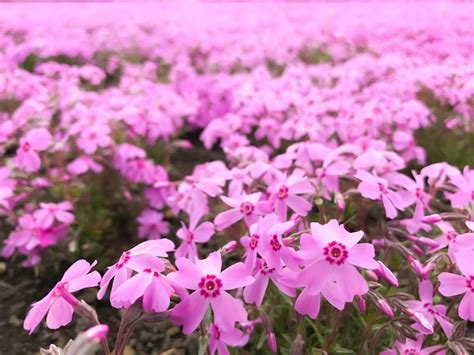 Natural View Of Beautiful Pink Moss Phlox Premium Photo