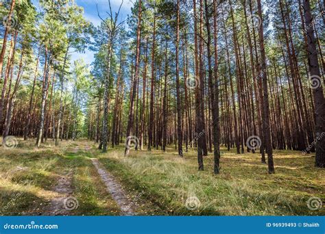 Path In The Autumn Forest In Sunny Day Stock Image Image Of Park