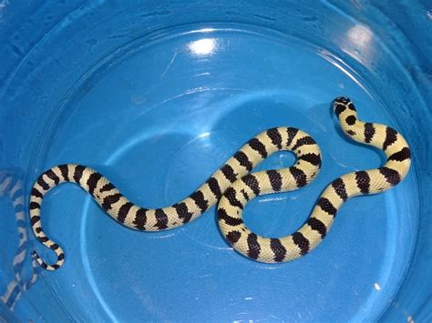 Banded High White Black And White California King Snake Baby Strictly