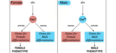 Genetics Why Do Mutations In Drosophila Dsx Double Sex Affect Both