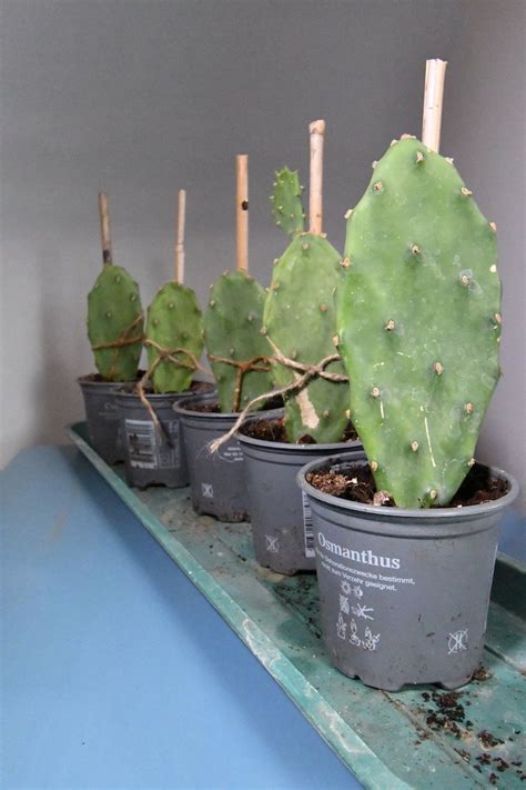 Prickly Pear Cactus On Sale Roots Established Will Etsy Uk