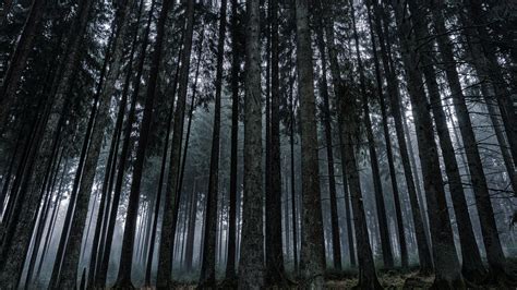 Dark Winter Forest Wallpapers Top Free Dark Winter Forest Backgrounds