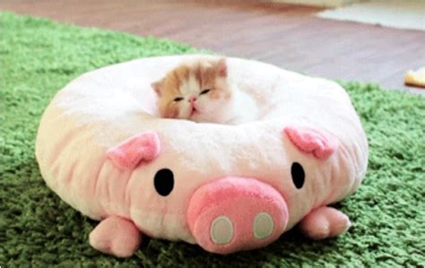 Celebrate This Caturday With Piglet Kitten Bed Cats Vs Cancer