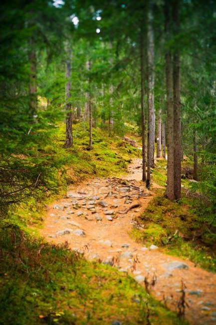 Winding Road In Mountain Forest — Lost Trees Stock Photo 167027196
