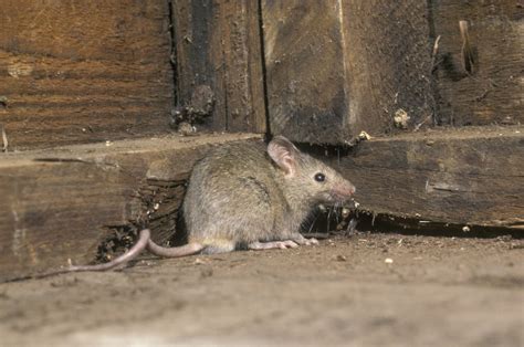 Cold Weather Brings Mice Indoors Raven Termite And Pest Control