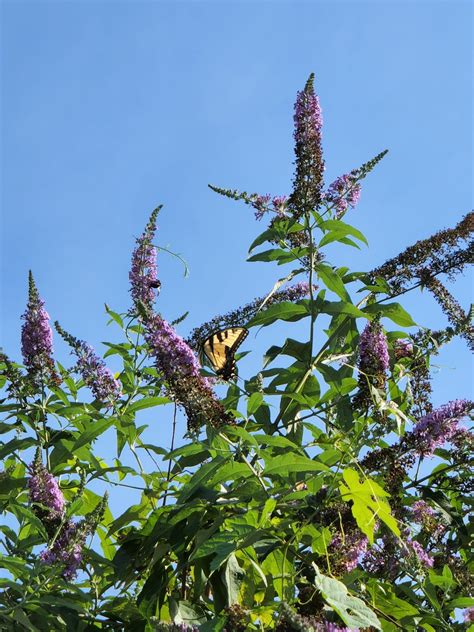 Maryland Biodiversity View Thumbnails Eastern Tiger Swallowtail